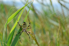 1306-Argiope-01