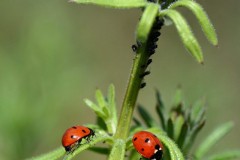 1403-Coccinelle-a-6-points-02-scaled