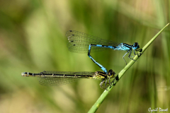 1405-Agrion-de-Mercure-01-scaled