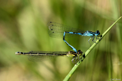 1405-Agrion-de-Mercure-01