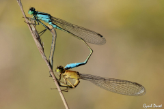 1406-Agrion-elegant-02-scaled