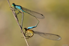 1406-Agrion-elegant-02
