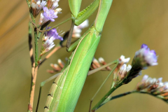 1409-Mante-religieuse-02_01-scaled