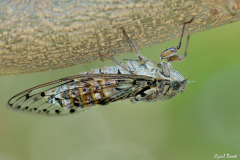 1507-Cigale-04-scaled