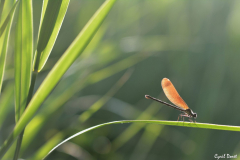 1606-Calopterix-01_01-scaled