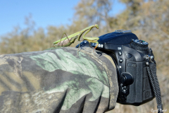 1710-Mante-relieuse-femelle-01-scaled