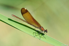 1806-Calopteryx-de-Provence-02-scaled