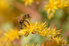 2003-Abeille-01_01-scaled