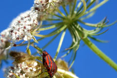 2008-Graphosome-raye-02_01-scaled