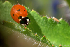 2105-Coccinelle-03_01