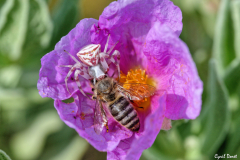 2105-Thomise-enflee-03-scaled