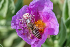 2105-Thomise-enflee-03