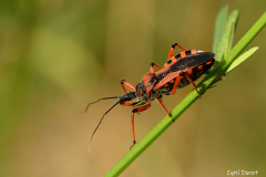 2207-Reduve-irrascible-02_resultat