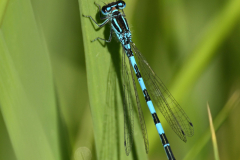 2405-Agrion-de-mercure-01