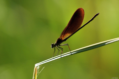 2405-Calopteryx-de-Provence-01