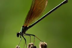 2607-Calopteryx-de-Provence-01