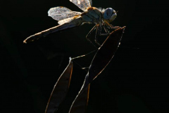 2608-Sympetrum-de-Fonscolombe-01-scaled