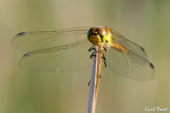 DSC_1248_DxO_raw-scaled