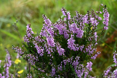 2208-Bruyere-01-scaled