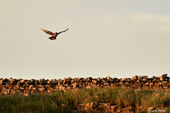 2208-Busard-des-roseaux-02-scaled