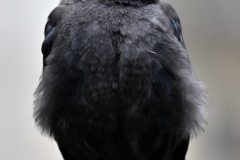 2208-Choucas-des-tours-02-scaled