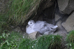 2208-Fulmar-boreal-04-scaled