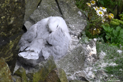 2208-Fulmar-boreal-07-scaled