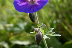 2208-Geranium-01-scaled