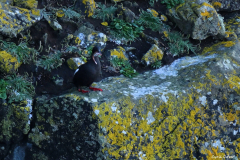 2208-Guillemot-a-miroir-02-scaled