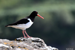 2208-Huitrier-pie-03-scaled