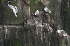 2208-Mouette-tridactyle-02-scaled