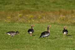 2208-Oie-cendree-02-scaled