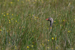 2208-Oie-cendree-05-scaled