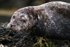 2208-Phoque-commun-09-scaled