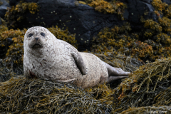 2208-Phoque-commun-16-scaled