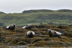 2208-Phoque-commun-18-scaled