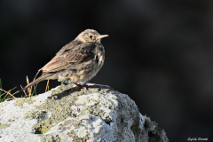 2208-Pipit-farlouse-02-scaled