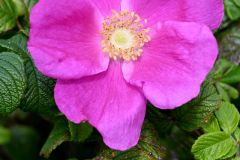 2208-Rosier-sauvage-01-scaled