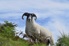 2208-Scottish-black-face-02-scaled