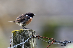 2208-Tarier-patre-01-scaled