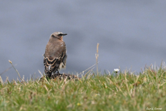 2208-Traquet-motteux-01-scaled