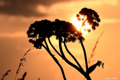 2208-Trumpan-06-scaled