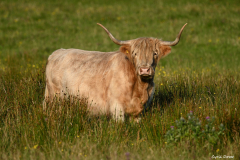 2208-Vache-Highland-02-scaled