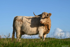 2208-Vache-Highland-07-scaled