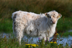 2208-Vache-Highland-09-scaled