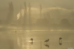 2112-Flamant-rose-07-scaled