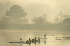 2112-Grand-cormoran-10-scaled