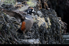 2606-Arlequin-plongeur-Fauskasandur-Islande-03
