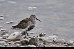 2606-Becasseau-variable-Islande-04