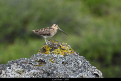 2606-Becassine-des-marais-Hveradalir-Islande-01